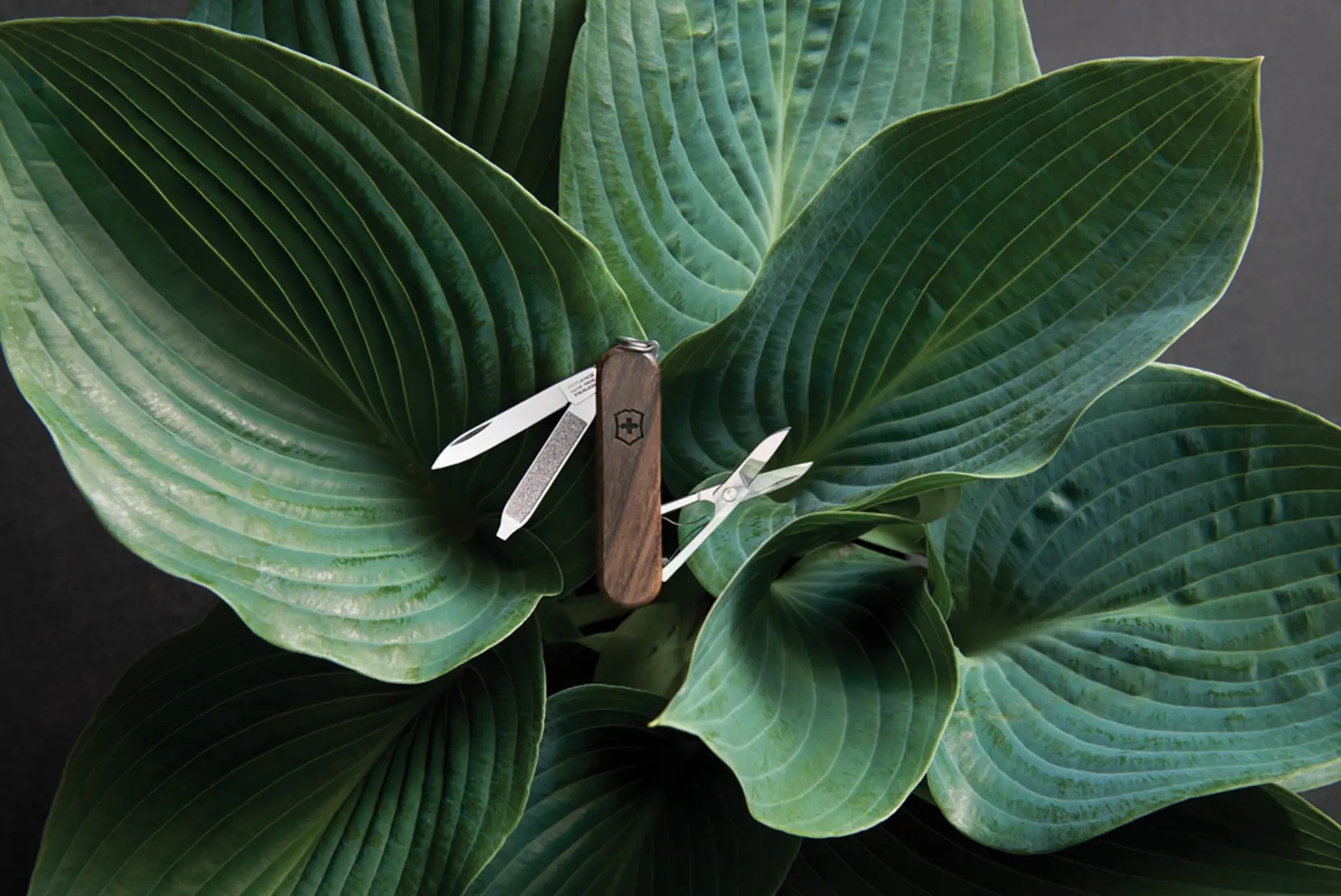 Bild på VICTORINOX Classic SD Wood Fickkniv 5 funktioner Bild på VICTORINOX Classic SD Wood Fickkniv 5 funktioner