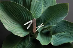 Bild på VICTORINOX Classic SD Wood Fickkniv 5 funktioner