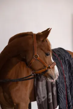 Bild på Filt Anima cow
