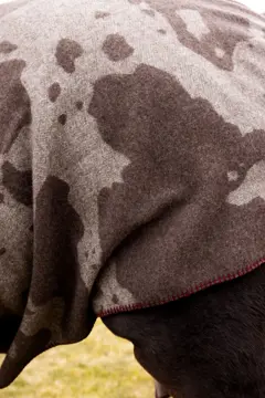 Bild på Filt Anima cow