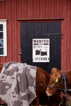 Bild på Filt Anima cow