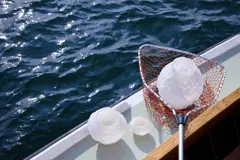 Bild på Vas Corallo mini