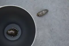 Bild på Salt/peppar Bug