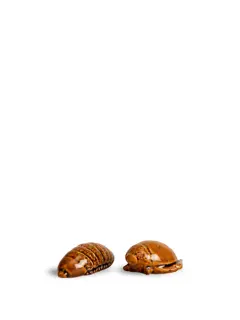 Bild på Salt/peppar Bug