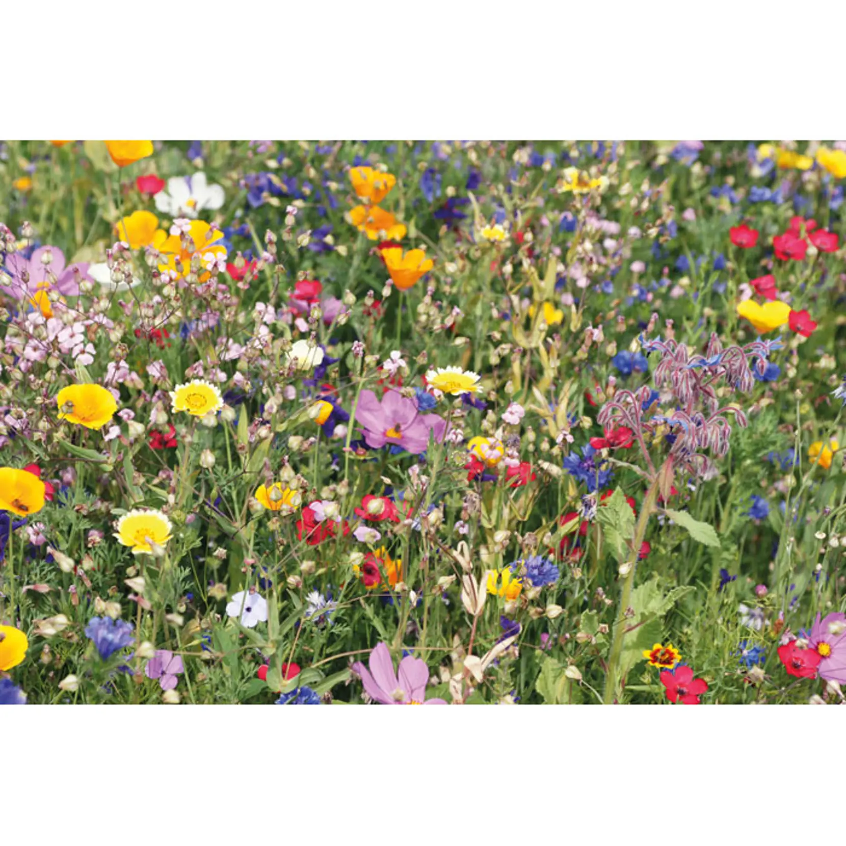 Bild på Blandade blommorfrön Bild på Blandade blommorfrön
