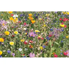 Bild på Blandade blommorfrön